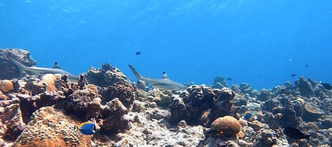 Shamar Guesthouse & Dive Maamigili Island Bagian luar foto