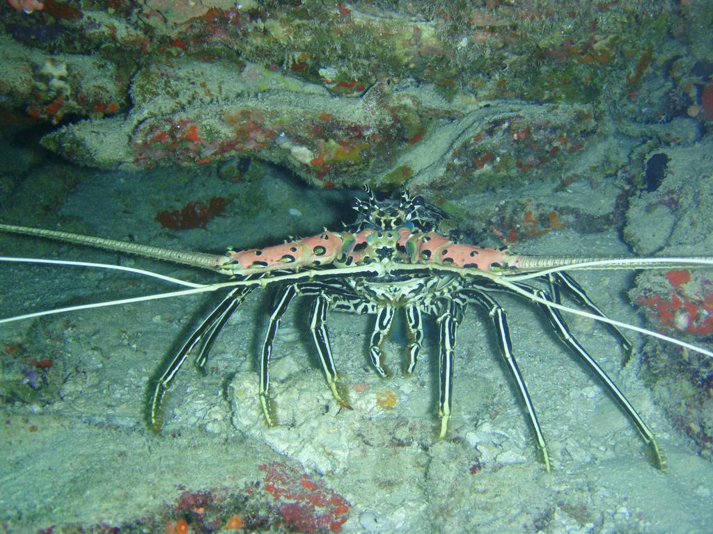 Shamar Guesthouse & Dive Maamigili Island Bagian luar foto
