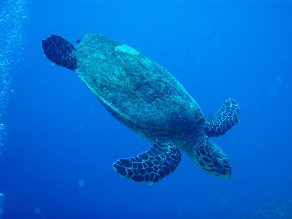 Shamar Guesthouse & Dive Maamigili Island Bagian luar foto