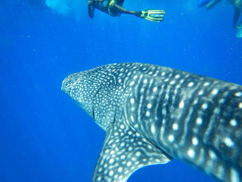 Shamar Guesthouse & Dive Maamigili Island Bagian luar foto