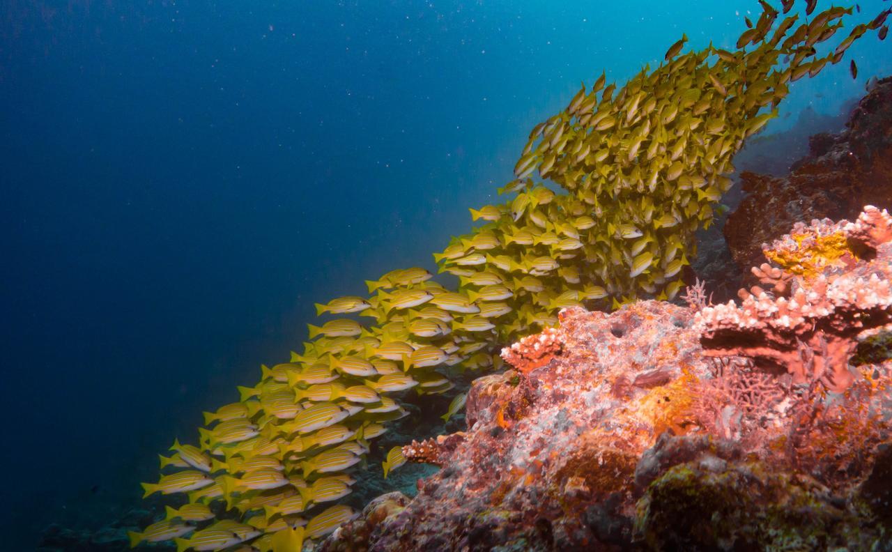 Shamar Guesthouse & Dive Maamigili Island Bagian luar foto