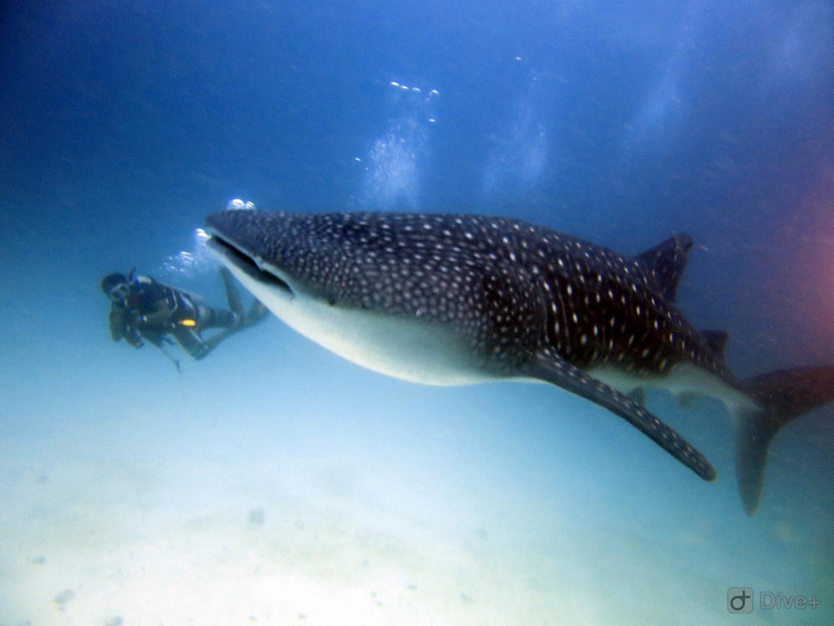 Shamar Guesthouse & Dive Maamigili Island Bagian luar foto