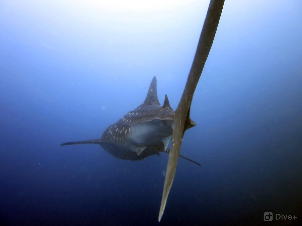 Shamar Guesthouse & Dive Maamigili Island Bagian luar foto