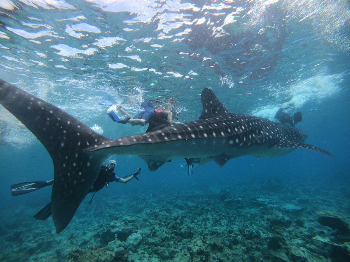 Shamar Guesthouse & Dive Maamigili Island Bagian luar foto