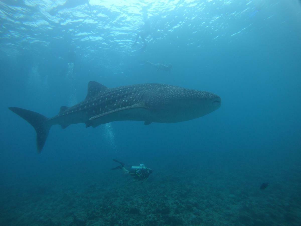 Shamar Guesthouse & Dive Maamigili Island Bagian luar foto